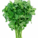 Coriander Leaves