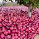 Red Apple