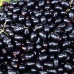 Black Plums