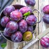 Farm Fresh Plums