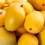 Ratol Mango Real taste of Mango